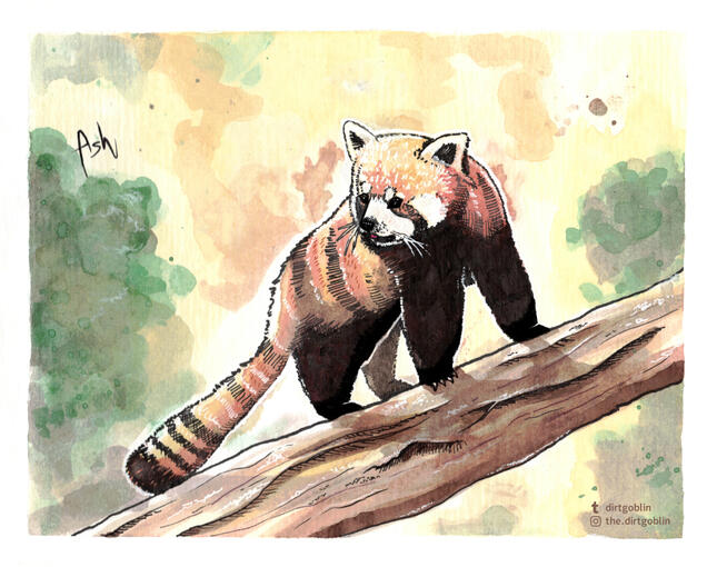 Red Panda
