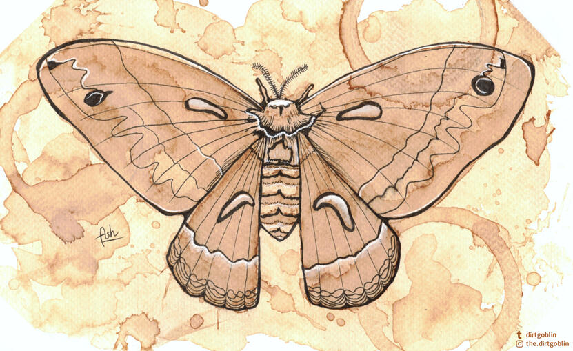 Coffee Moth