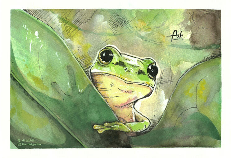 Little Frog